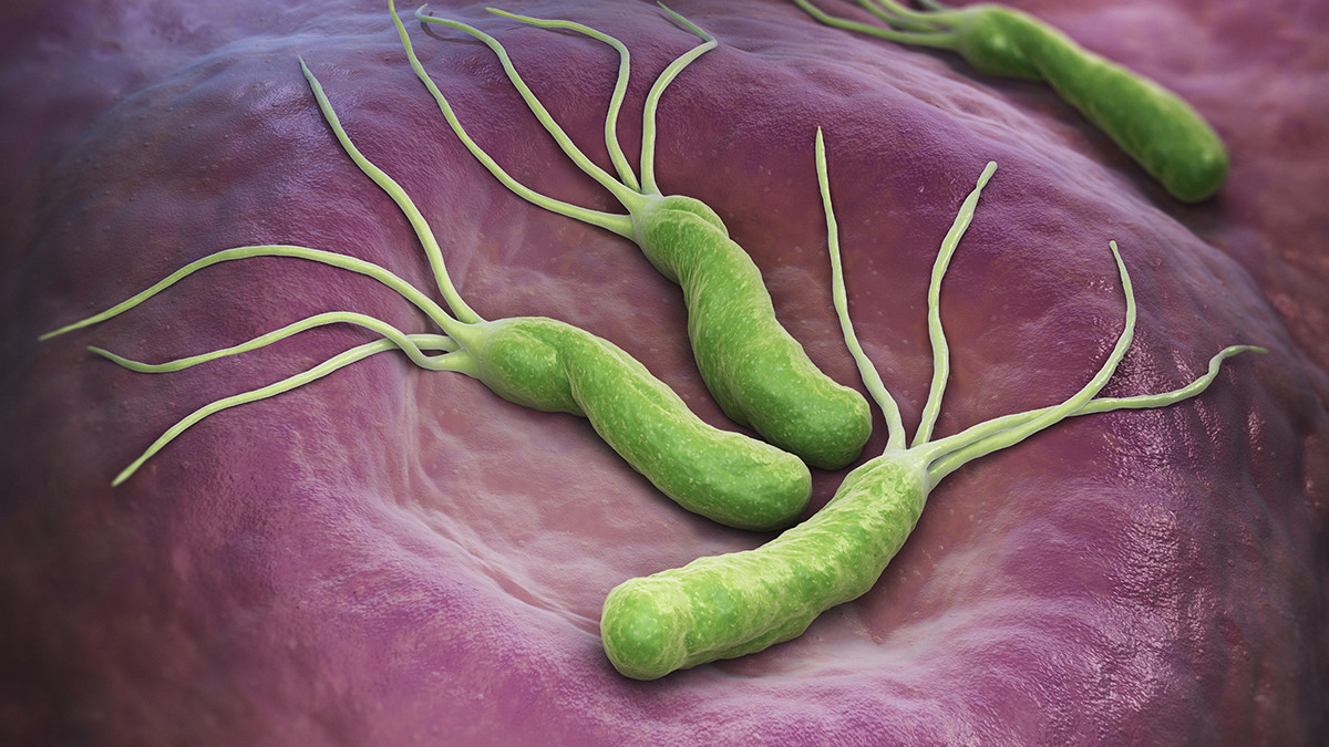 helicobacter-pylori 1 helicobacter-pylori 1