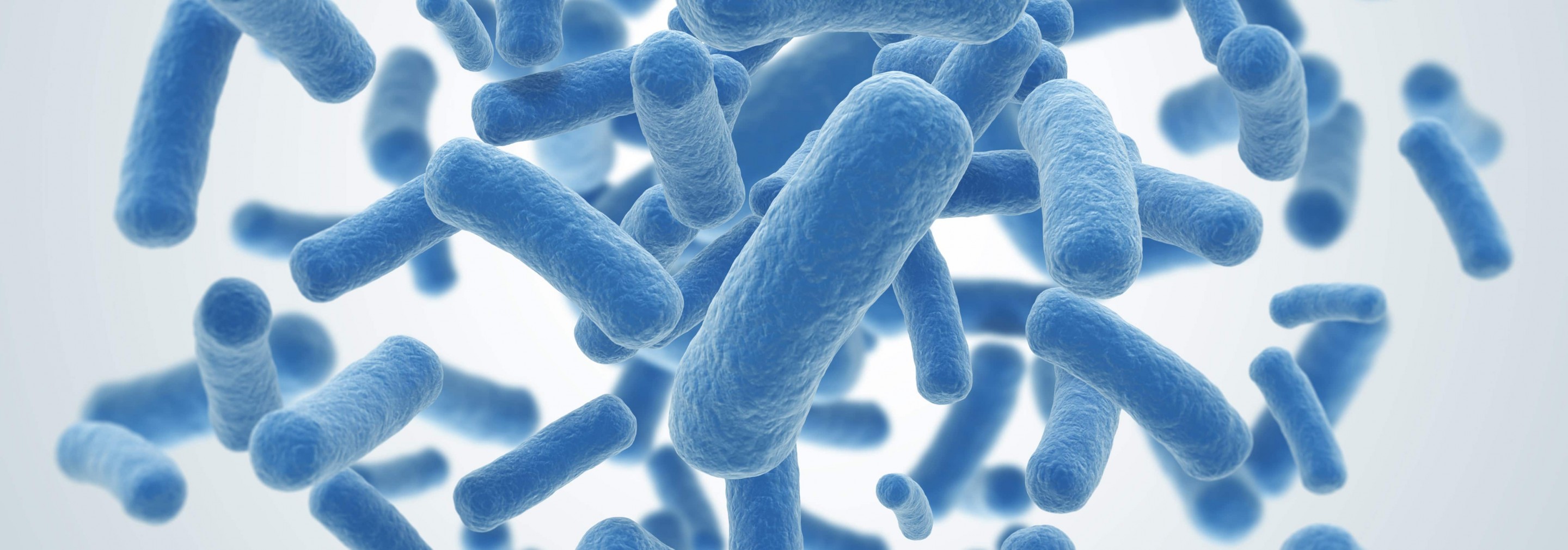 bacterias-probióticos