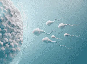 Relación entre la microbiota o flora vaginal y problemas de fertilidad 1 flora-vaginal-y-problemas-de-fertilidad