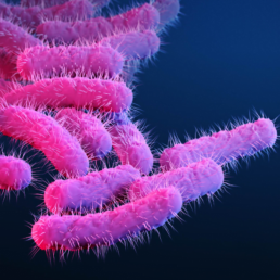 flora-safrófita-qué-es