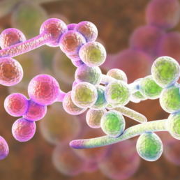 candidiasis-intestinal-qué-es