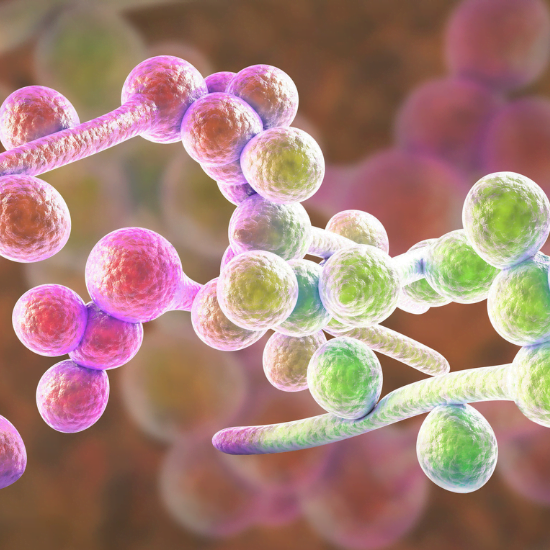 Candidiasis intestinal, ¿Qué es? 8 candidiasis-intestinal-qué-es