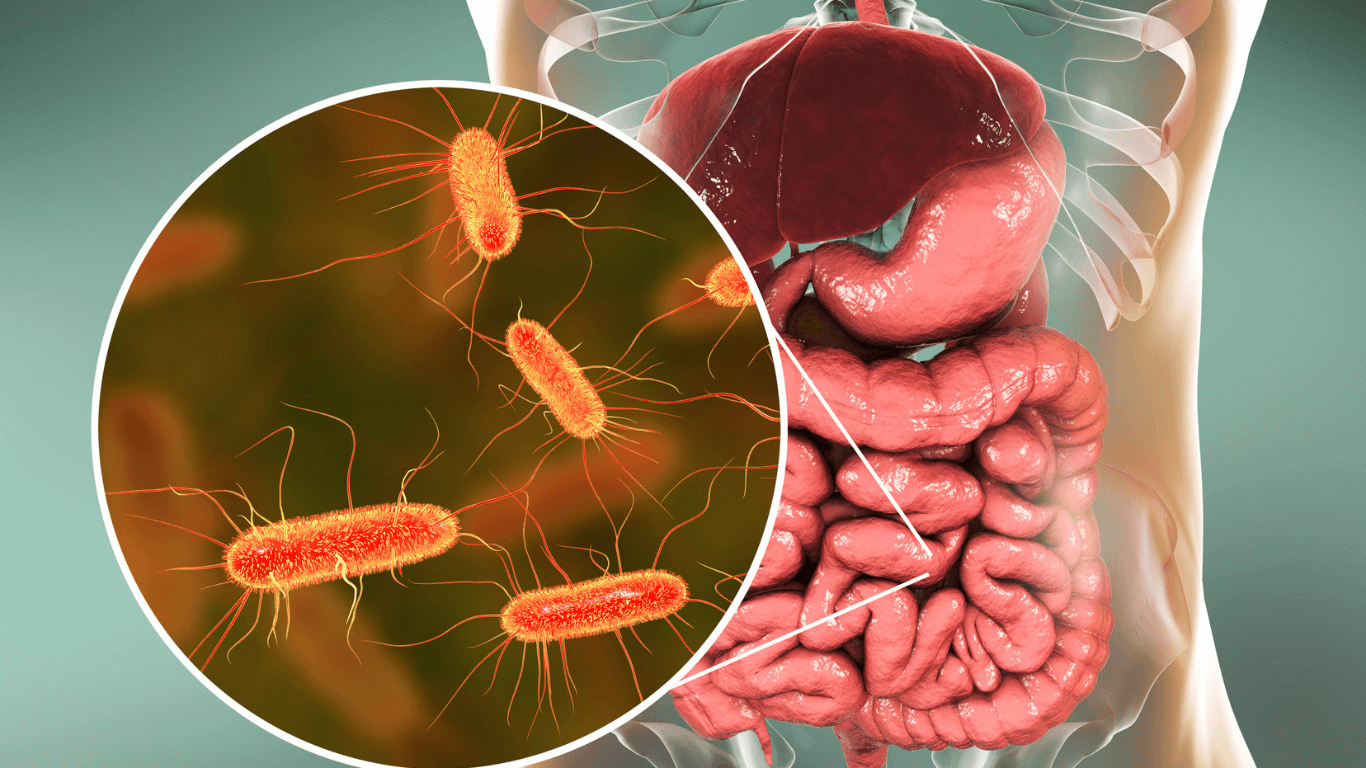 microbiota-intestinal