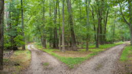 Nueva clasificación de las infecciones del tracto urinario (ITU) propuesta por la Asociación Europea de Urología 2025: un cambio de paradigma clínico 10 Nueva clasificación de las infecciones del tracto urinario (ITU) propuesta por la Asociación Europea de Urología 2025: un cambio de paradigma clínico 10