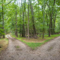 Nueva clasificación de las infecciones del tracto urinario (ITU) propuesta por la Asociación Europea de Urología 2025: un cambio de paradigma clínico 2